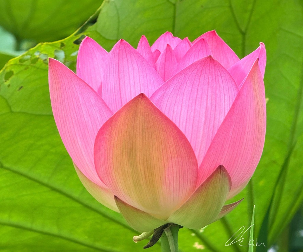 塱原自然生態公園荷花。圖片授權Winnie Lam 塱原自然生態公園荷花。圖片授權Winnie Lam