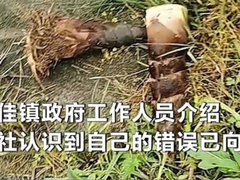一片竹筍林被毀。網圖