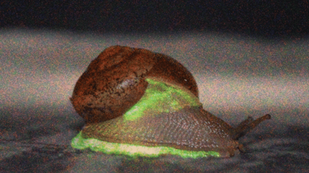 腹足外緣及外套膜發光的Phuphania globosa。此圖由不同曝光的照片合成。 中部大學
