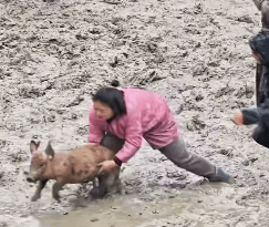 貴州一村舉辦「抓豬比賽」引起網友關注。鳳凰資訊 貴州一村舉辦「抓豬比賽」引起網友關注。鳳凰資訊
