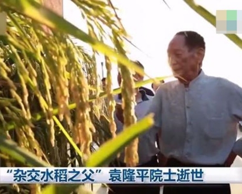 央視《新聞聯播》播出袁隆平平生前在田間地頭調查的畫面。