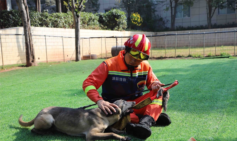 雲南消防搜救犬訓練基地年都會讓民眾領養淘汰犬。　雲南消防