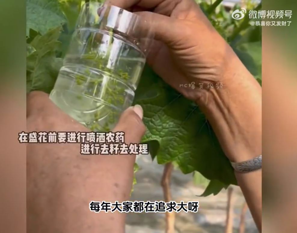 有人指约3个月种植期内需要落24次农药（图片来源：《阳光玫瑰葡萄的科技与狠活》截图）