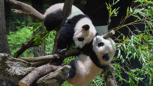 旅日大熊貓「曉曉」和「蕾蕾」。 新華社資料圖 旅日大熊貓「曉曉」和「蕾蕾」。 新華社資料圖