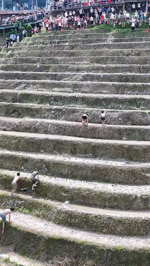 參賽者要爬過如成人肩高的梯田。微博@海那個角