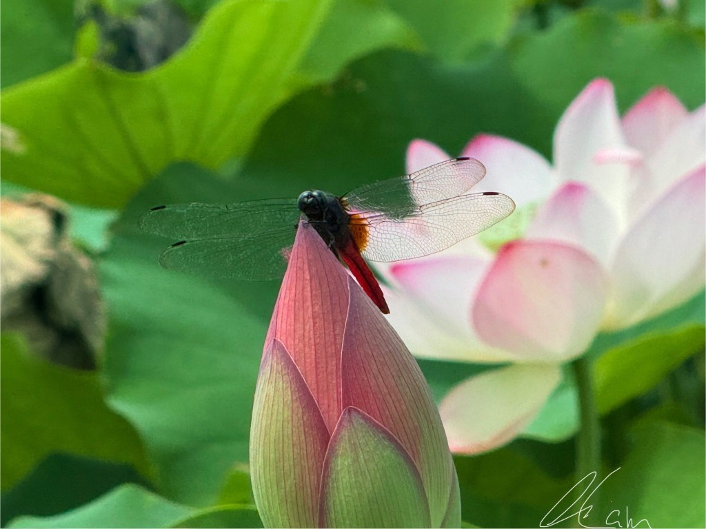 塱原自然生態公園荷花。圖片授權Winnie Lam 塱原自然生態公園荷花。圖片授權Winnie Lam