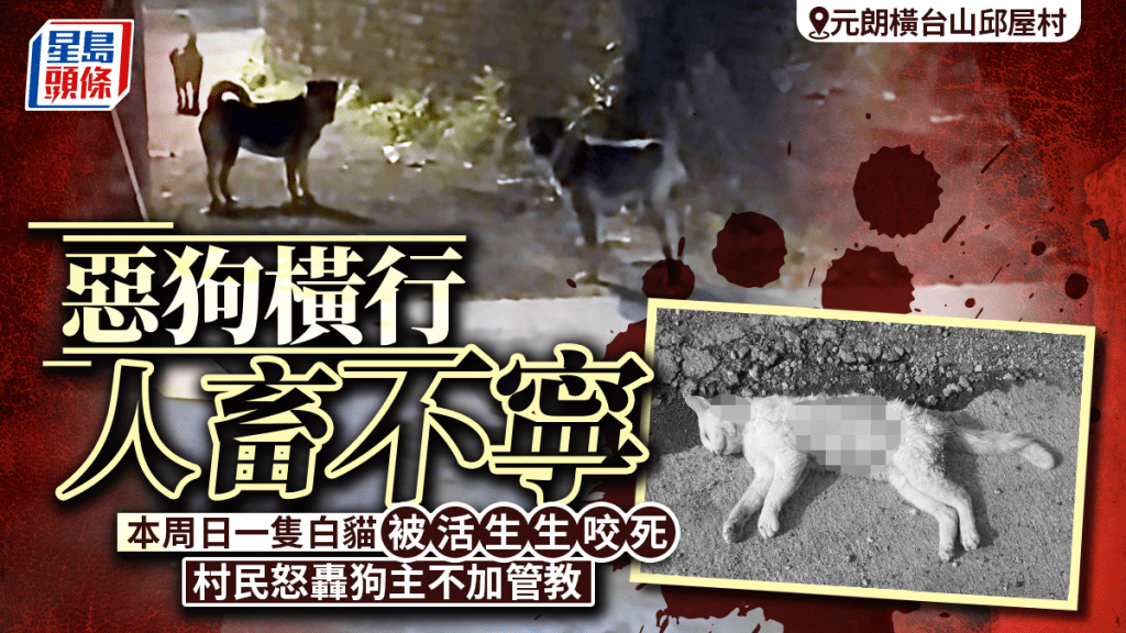 元朗邱屋村惡狗橫行   白貓被活活咬死  村民：已經有兩隻俾佢咬死咗