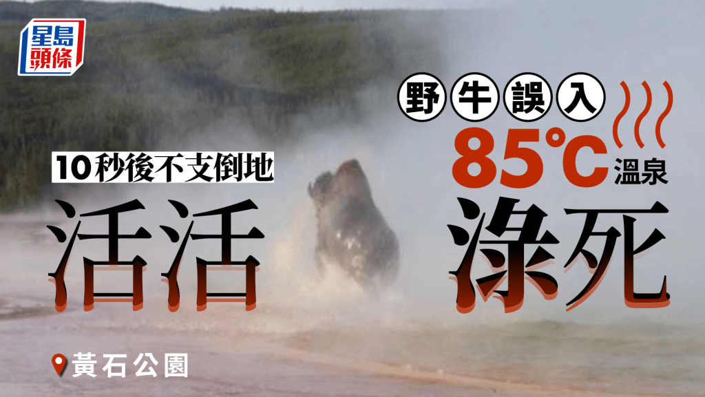 黃石公園野牛誤入85℃溫泉  10秒監生淥死