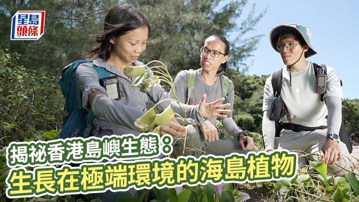 揭祕香港島嶼生態:生長在極端環境的海島植物