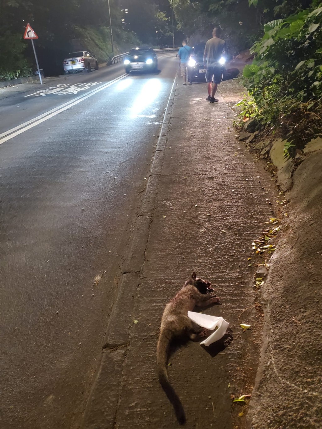 疑似果子狸懷疑被車撞死。 蔡楚輝攝