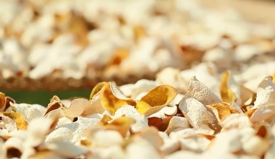 報道指,8成所謂廣東新會陳皮實為「廣西陳皮」。央視截圖 報道指,8成所謂廣東新會陳皮實為「廣西陳皮」。央視截圖