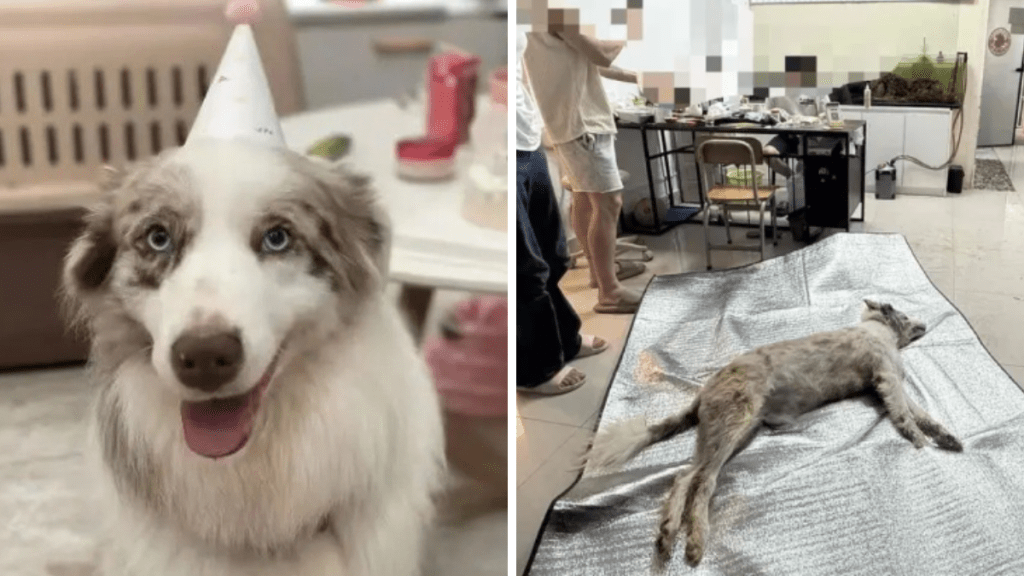 網友稱，自己的邊牧犬在寵物店烘乾被烤死。極目新聞
