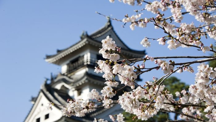 高智縣的櫻花。　travelrich.com