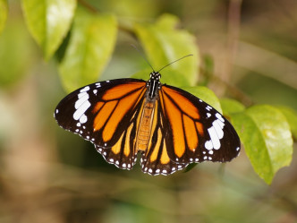 每年踏入秋冬季，大群斑蝶會由較寒冷的北方地區飛往南方群集渡冬。資料圖片