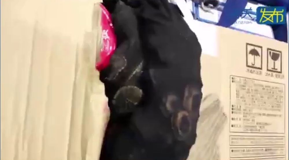 上海海關發現一個黑色袋裝有大量的活龜。