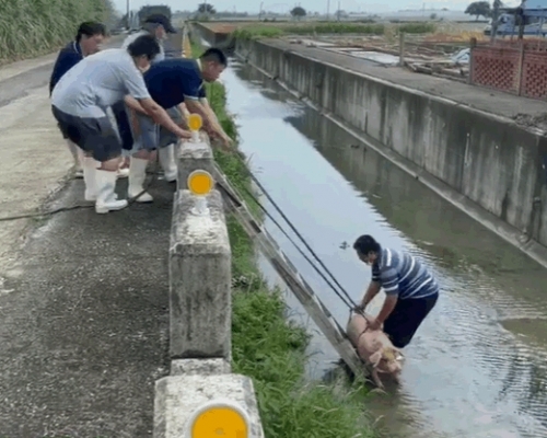 主人想出省力妙招輕易將豬救回上岸。中時