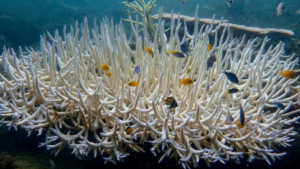 专家警告地球正发生历来第四次全球珊瑚白化。 路透社