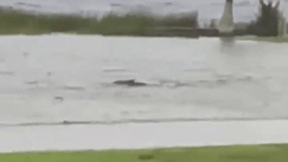 网上疯传一段影片，佛州街道被雨水灌入成一片汪洋，疑似有鲨鱼现踪。网图