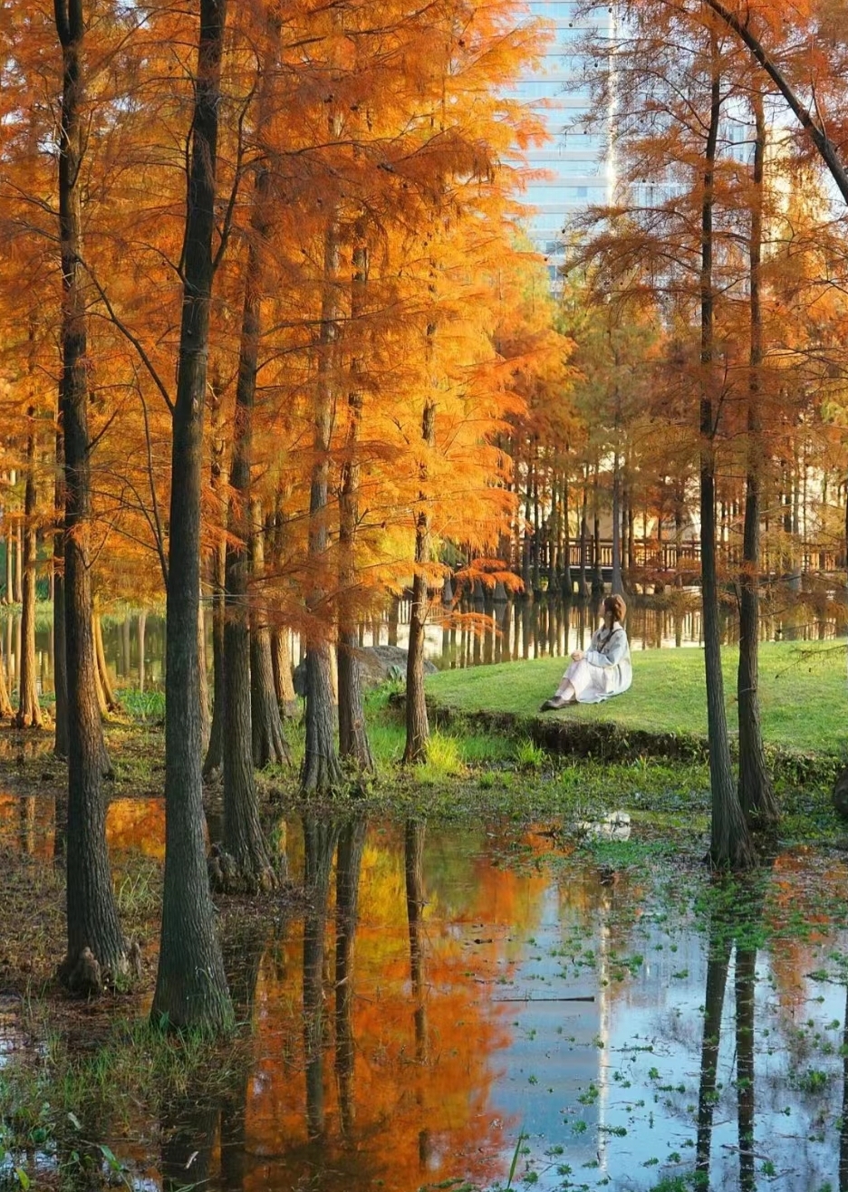 广州赏秋好去处凤凰湖落羽杉(图片来源：小红书@长野青一)