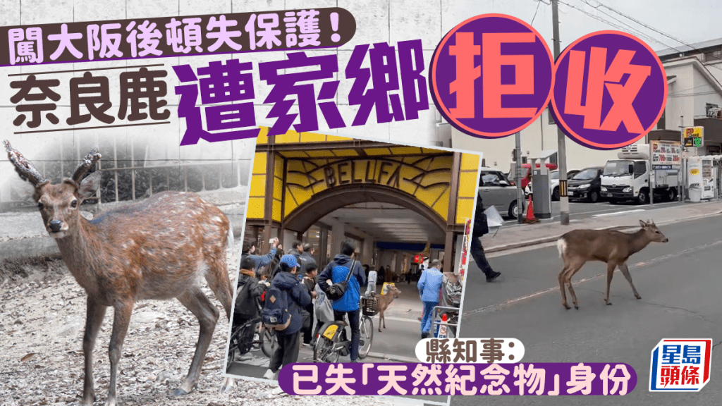 奈良鹿出走大阪回不去！   縣知事拒收：已失「天然紀念物」身份不可跨縣放生