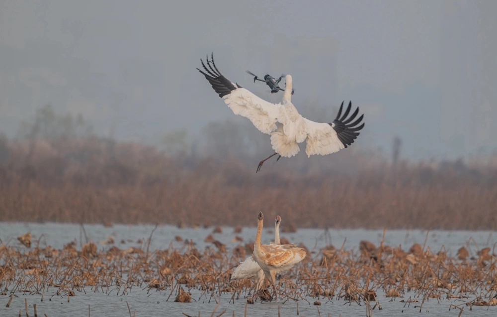 白鶴杭州南湖過冬被滋擾,鶴爸護幼大戰無人機。 白鶴杭州南湖過冬被滋擾,鶴爸護幼大戰無人機。