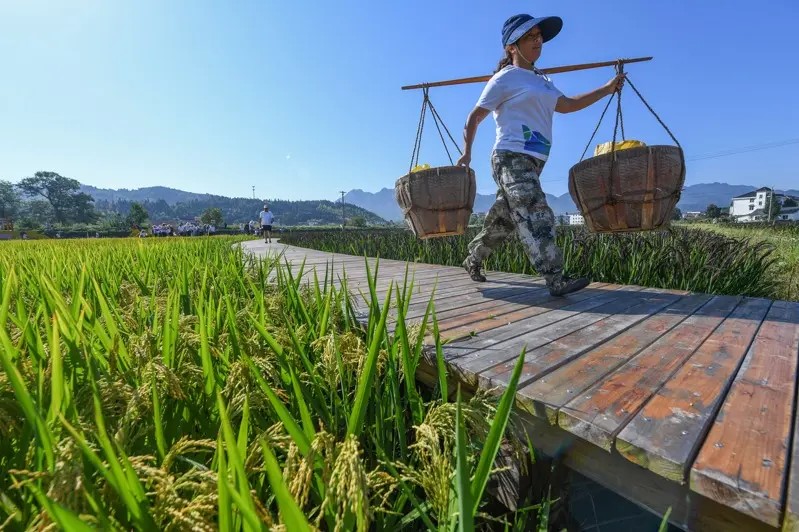 中國農村人口生活改善加快，已出現農村人口回流。