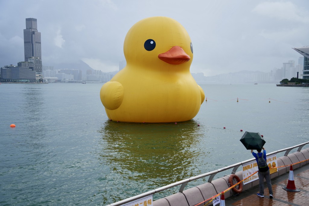 最後一隻黃鴨今早仍在金鐘對開海面，有市民趕最後尾班車拍照。（蘇正謙攝）