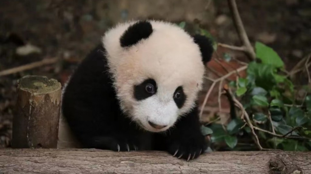 官方证实大熊猫“宝新”已离世 。