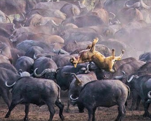南非母獅誤入水牛群引恐慌遭亂腳踩死，屍體被被拋來拋去。(圖：youtube）