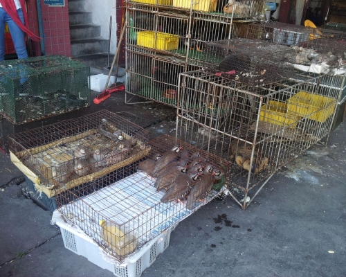內地野味市場。資料圖片