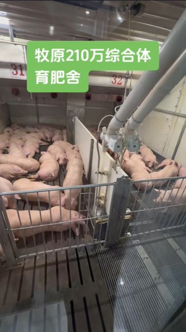 牧原是內地的養殖生豬龍頭。抖音