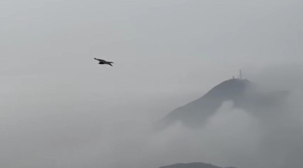 片中簡單以香港的天空做畫面，拍攝到一頭鷹在空中翱翔，但好療癒。