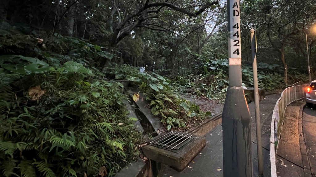 英短貓疑被棄於屯門散石灣路引水道 頭部受創警方愛協救援