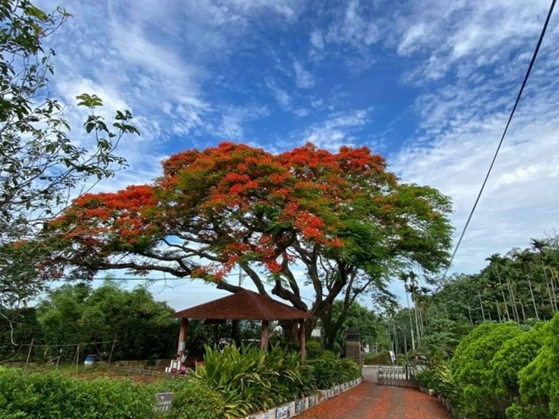 校门前的凤凰木盛开时的美景。网图