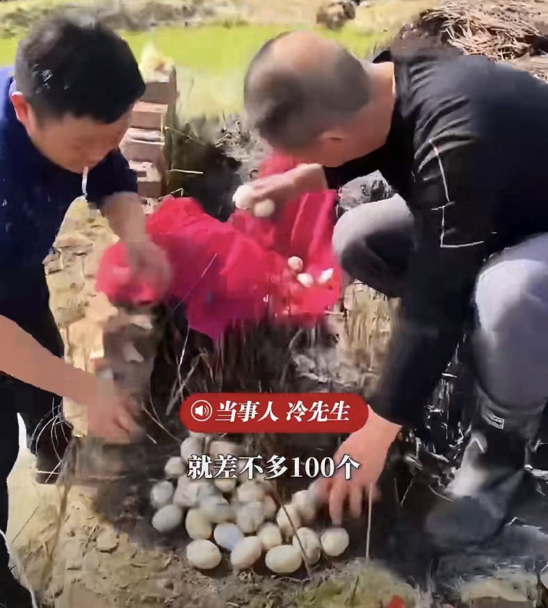江西九江冷先生一家祭祖，在坟旁发现近百枚鸭蛋。