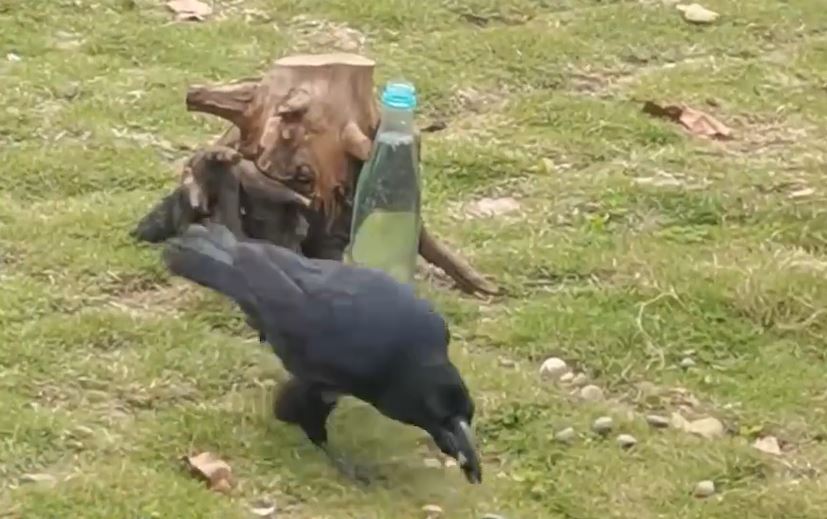 乌鸦捡石子放入瓶子。