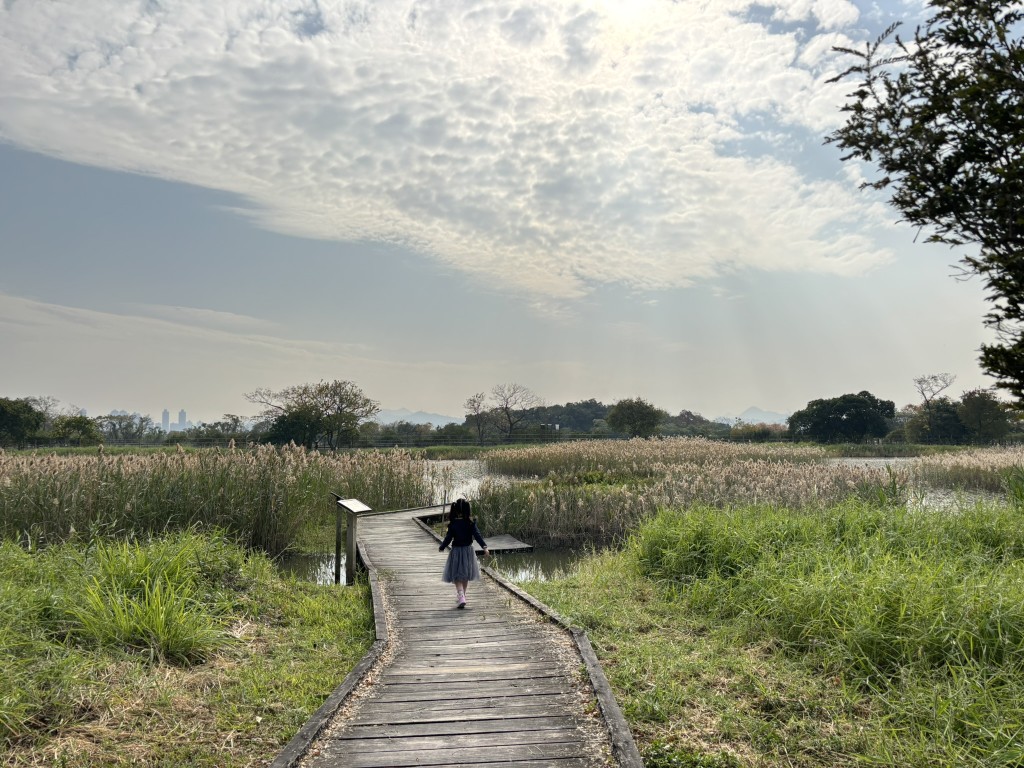 保護區築有浮橋和步行徑，基本上全程平路。 近年獲賽馬會資助，進入保護區的一段路重新鋪置木棧道，即使輪椅人士也能無障礙進入園區。（圖片來源：《親子王》）