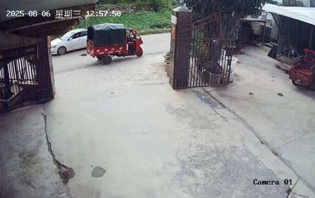 農家樂女老闆養逾30年，超過15公斤重的大鱷龜，被路過司機抱走。抖音@琦啊