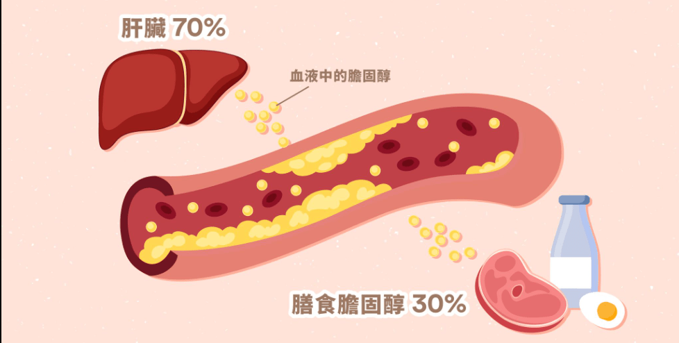 血液中的膽固醇，只有20至30%是直接經由食物吸收（圖片來源：「Nutri Life 註冊營養師」facebook）
