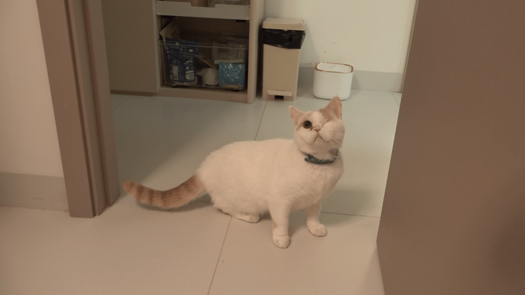 Alfee估計大火過後有大量寵物需要臨時住所休養,她表示願意暫托其他小動物。 Alfee估計大火過後有大量寵物需要臨時住所休養,她表示願意暫托其他小動物。