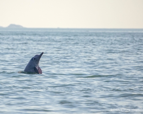 本地中華白海豚的數目在過去 16 年間暴跌逾七成。WWF圖片