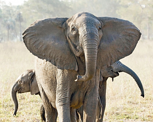 ■莫桑比克戈龍戈薩內一頭沒有象牙的母象。