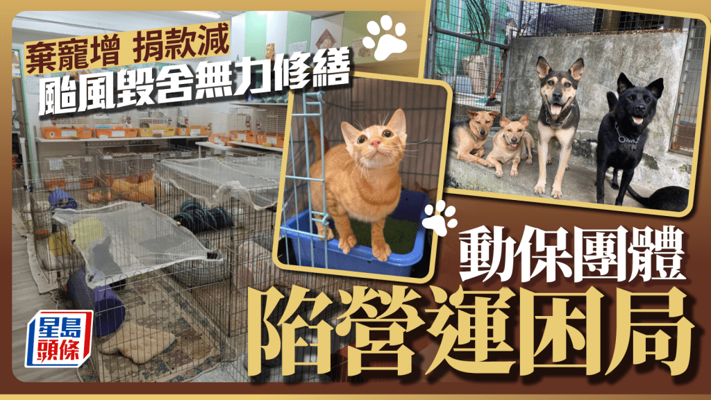 每日雜誌|經濟蕭條棄寵增 市民捐款銳減 颱風毀舍無力修繕 動保團體陷營運困局
