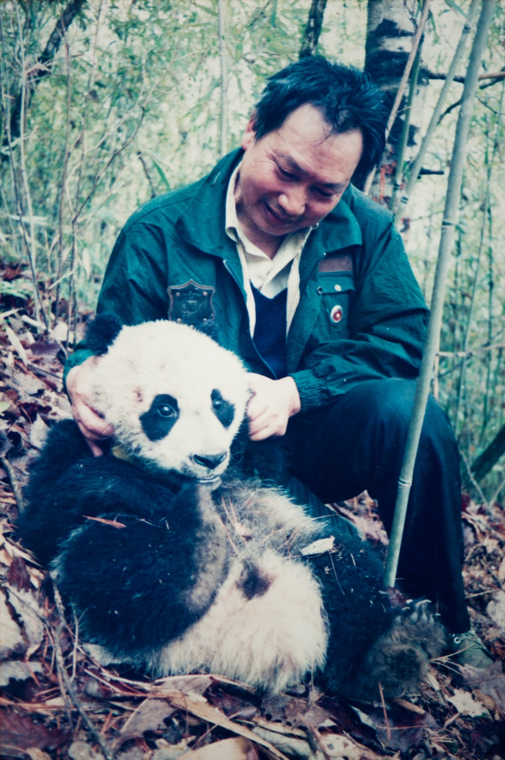 在野外调查期间，胡锦矗担任了中国保护大熊猫研究中心第一任主任，完成世界上第一部全面探索大熊猫生态环境和生活习性的著作——《卧龙的大熊猫》。网图