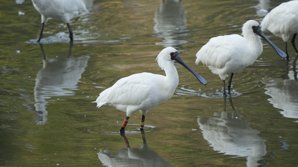 今年黑臉琵鷺全球數量首度突破7,000隻，按年增幅1.3%。香港觀鳥會供圖
