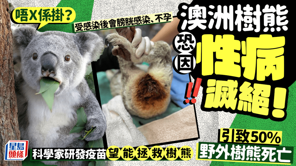 披衣菌正將澳洲野外樹熊導向滅絕。 路透社