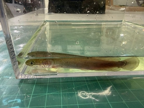 其中一條活生巨骨舌魚。