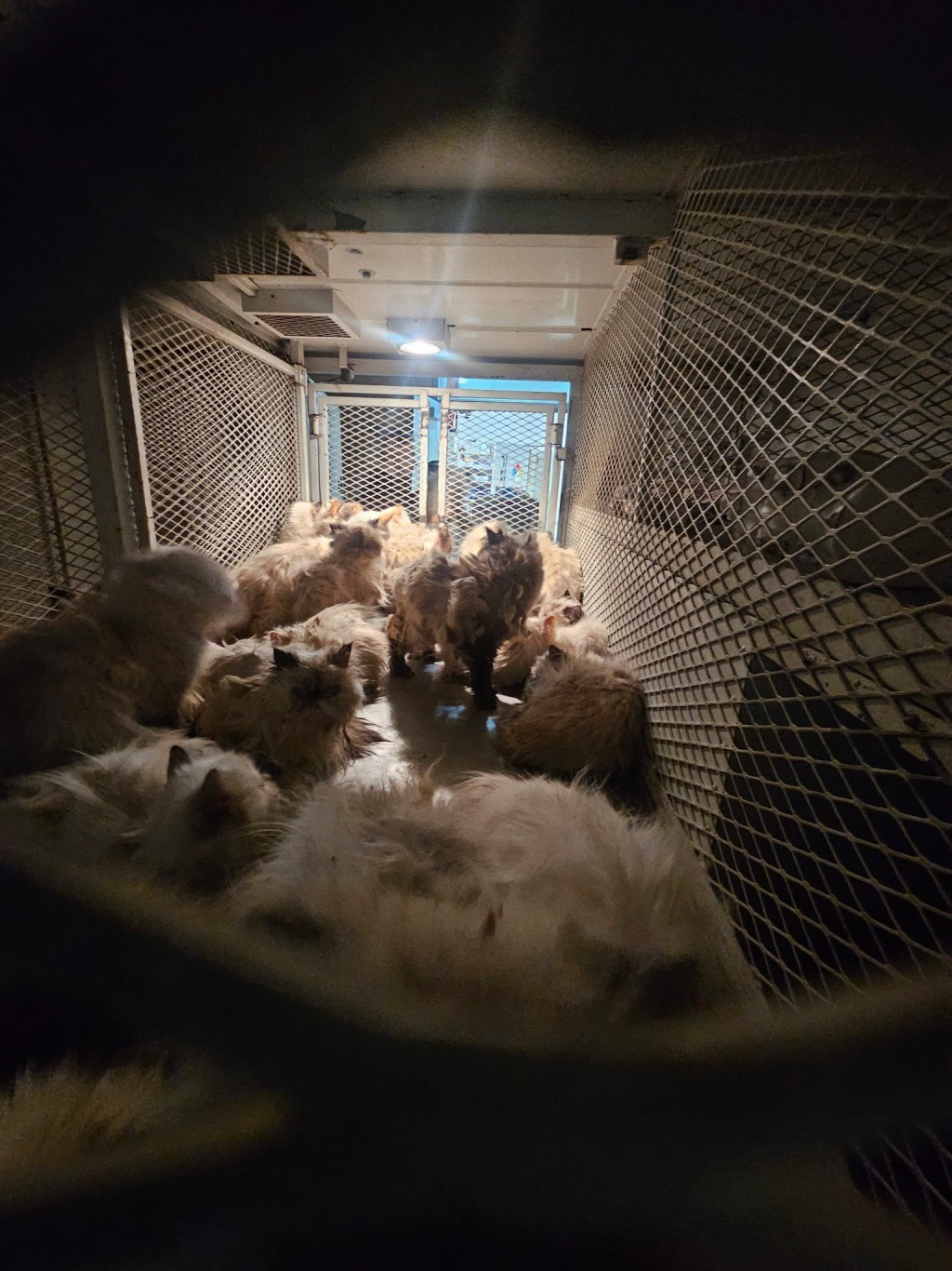 經點算車上足足有超過100隻貓。 貓隻擠在擋風玻璃前。 Merced County Sheriff's Office 經點算車上足足有超過100隻貓。 貓隻擠在擋風玻璃前。 Merced County Sheriff's Office