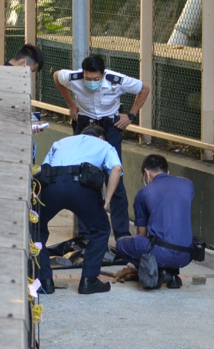警員正調查貓咪是否曾受殘酷對待。林思明攝