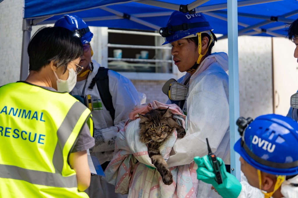 獲救的小貓。香港警察FB